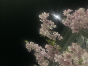 あすかです＊